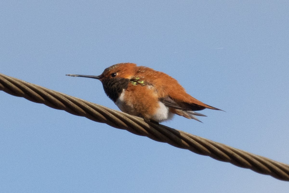 Rufous Hummingbird - Colin Clasen