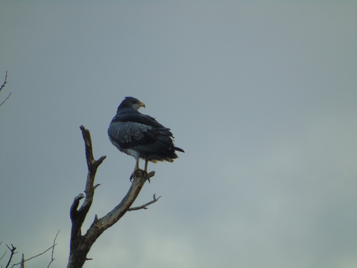 Black-chested Buzzard-Eagle - ML325365891