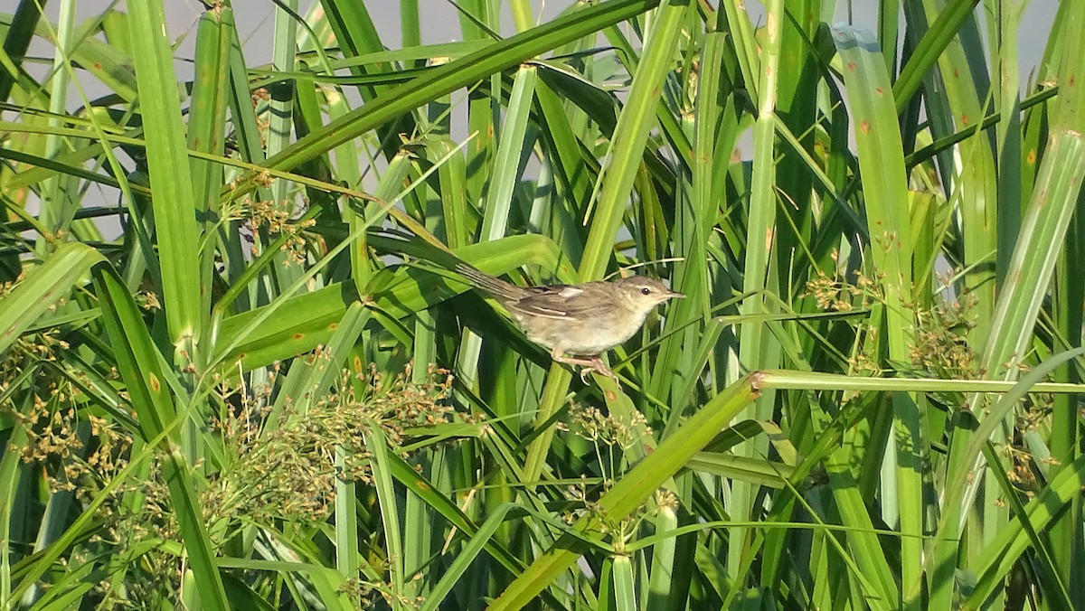 Middendorff's Grasshopper Warbler - ML325365951