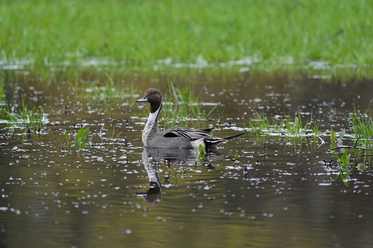 Northern Pintail - Chandler  Roberts