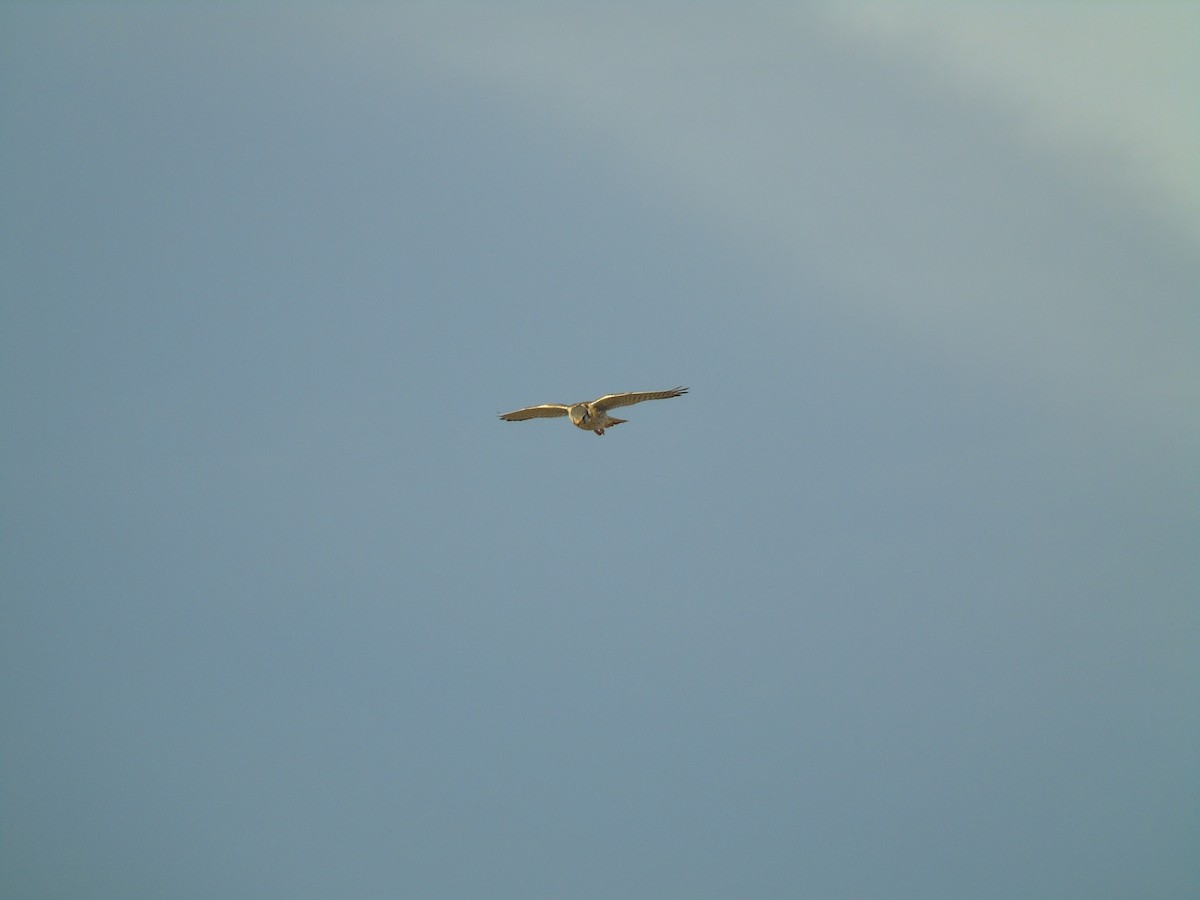 American Kestrel - ML325366681