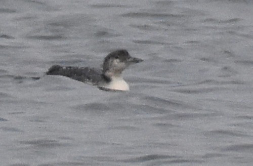 Common Loon - Jason Vassallo