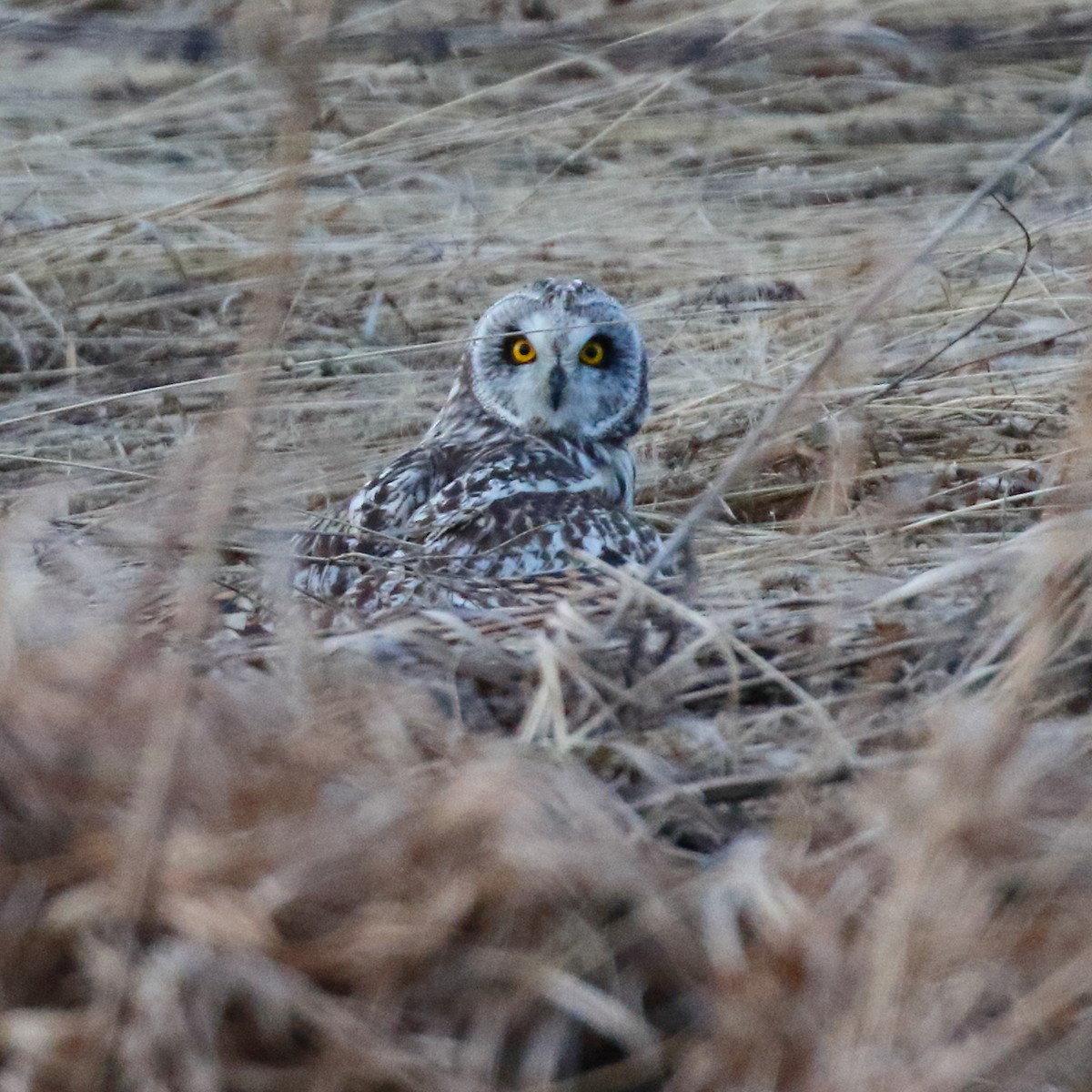 Short-eared Owl - ML325367511