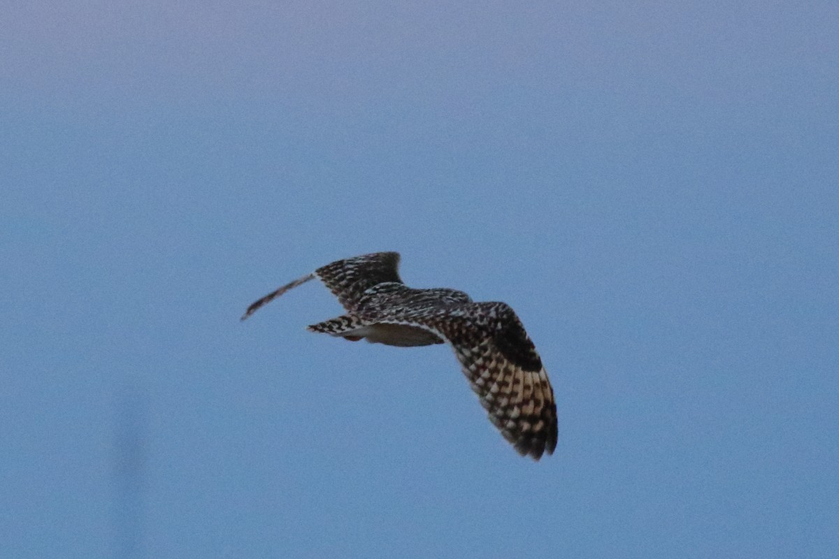 Short-eared Owl - ML325367551