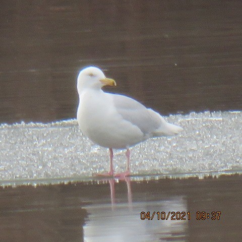 Glaucous Gull - Bob Luterbach