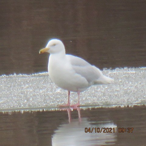 Glaucous Gull - ML325367711