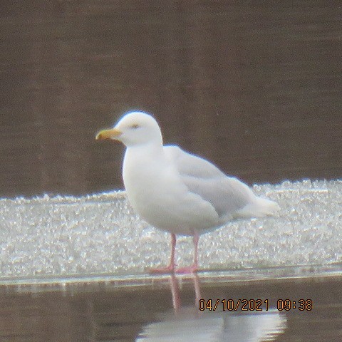 Glaucous Gull - Bob Luterbach