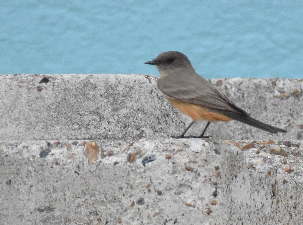 Say's Phoebe - ML325368141