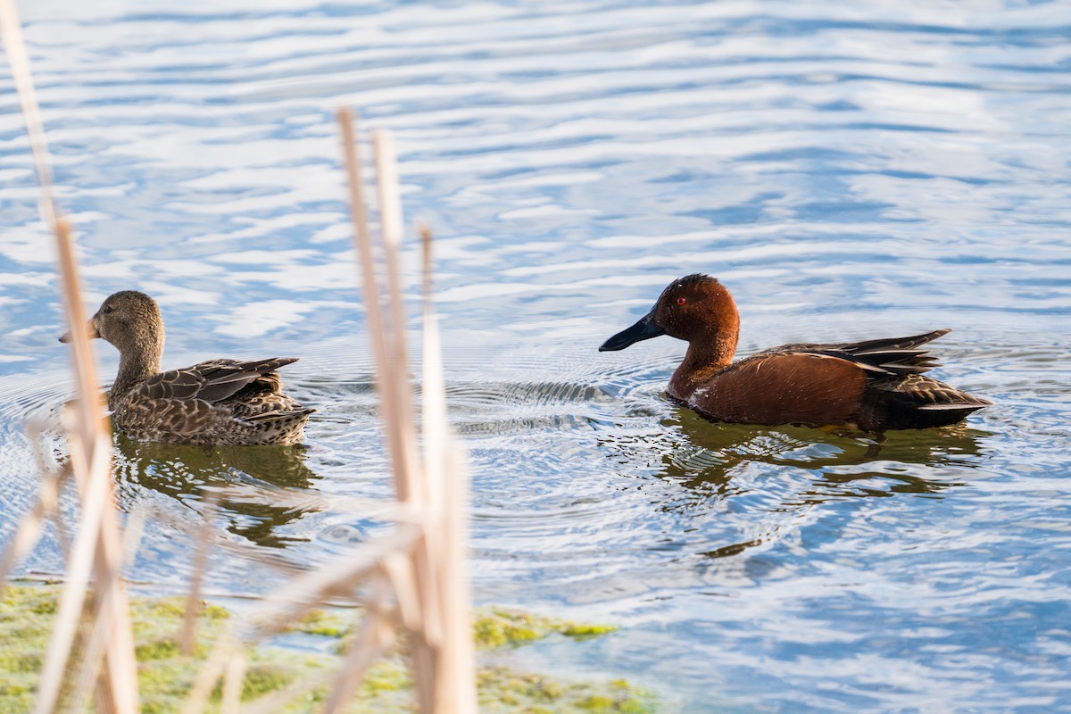 Cinnamon Teal - ML325369411