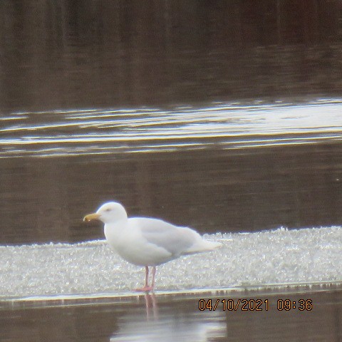 Glaucous Gull - ML325369741