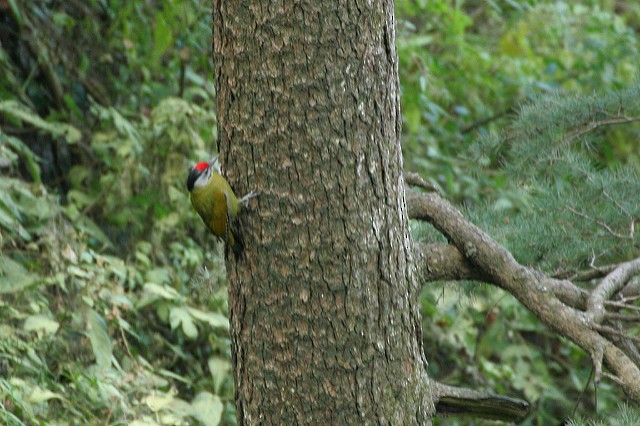 Gray-headed Woodpecker - ML32537301
