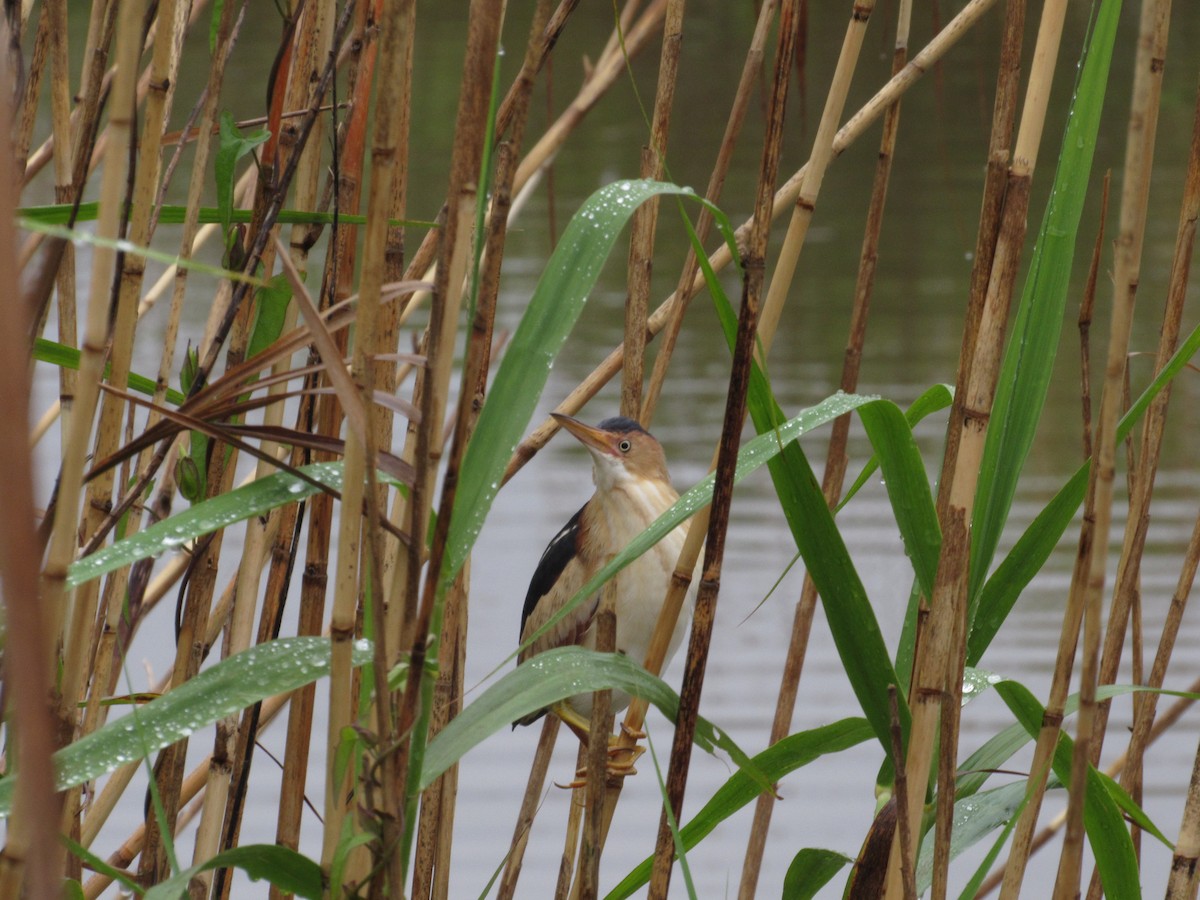 Least Bittern - ML325373331