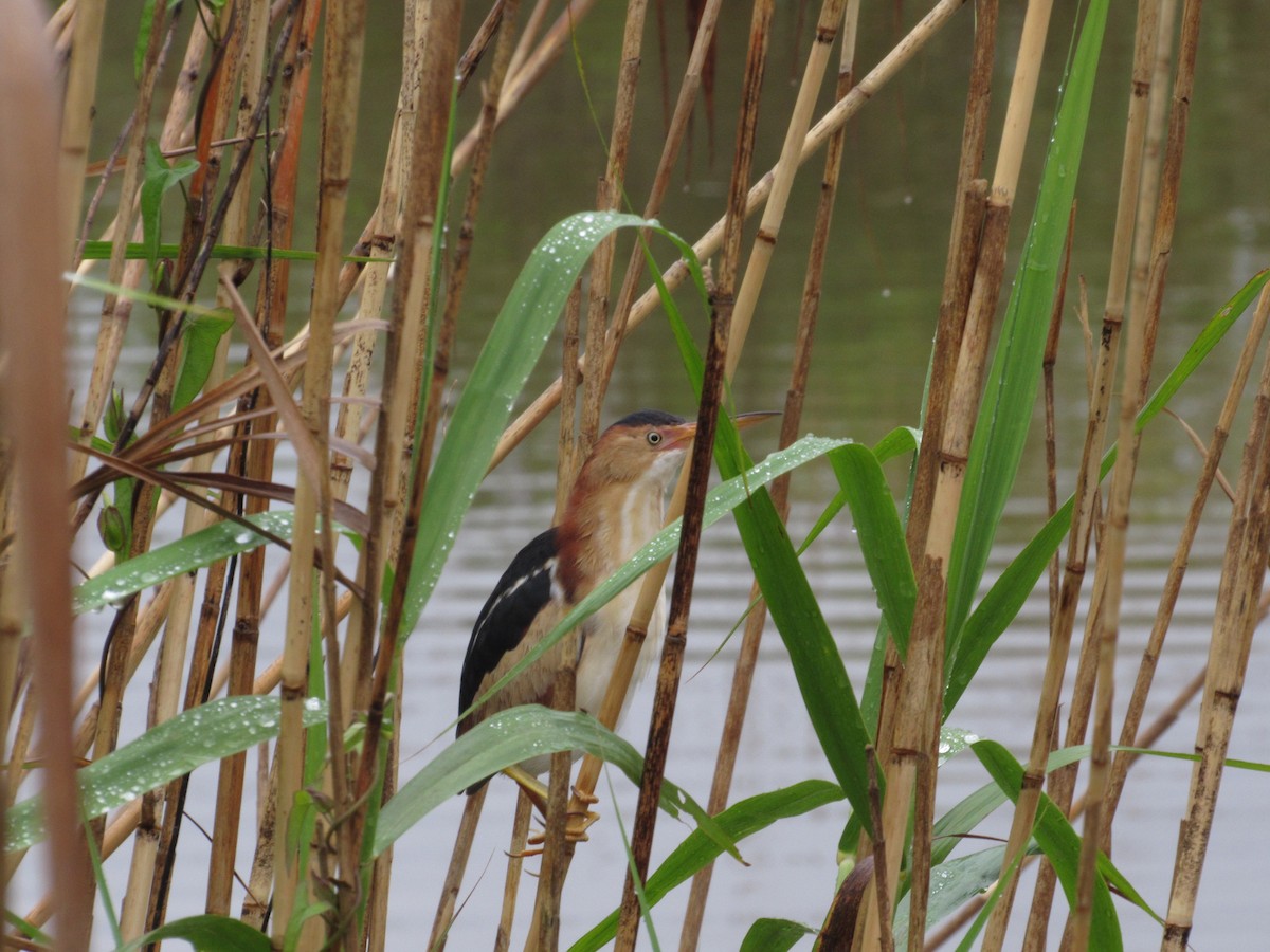 Least Bittern - ML325373361