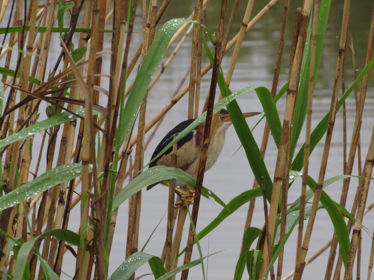 Least Bittern - ML325373381