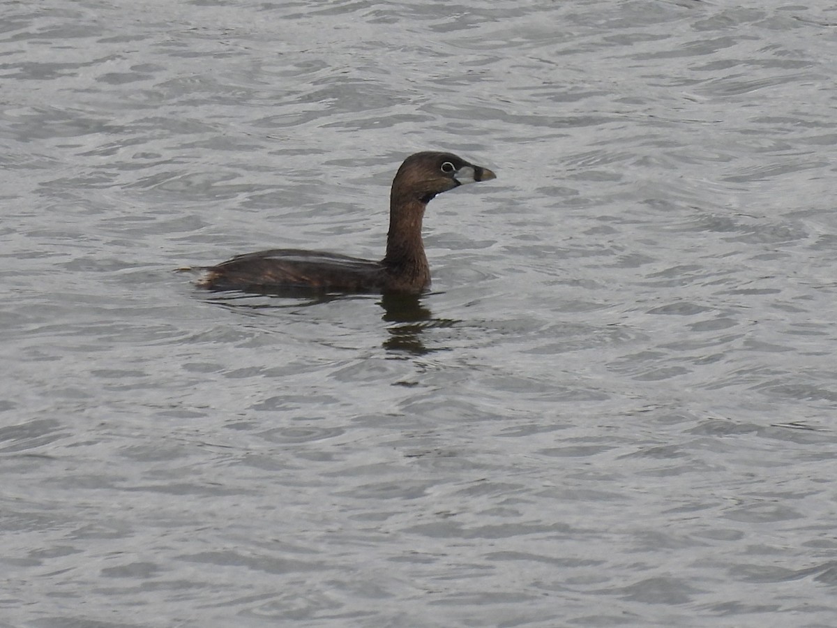 Pied-billed Grebe - ML325378041