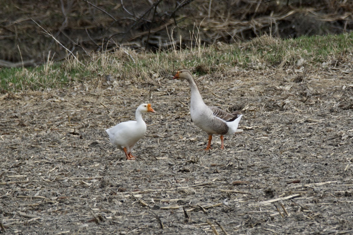 Swan Goose (Domestic type) - ML325378811