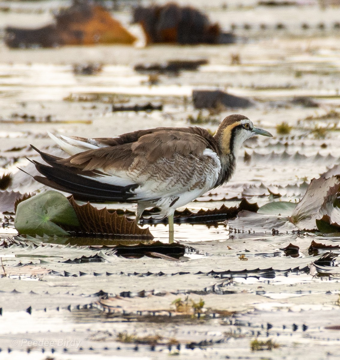 Pheasant-tailed Jacana - ML325379501