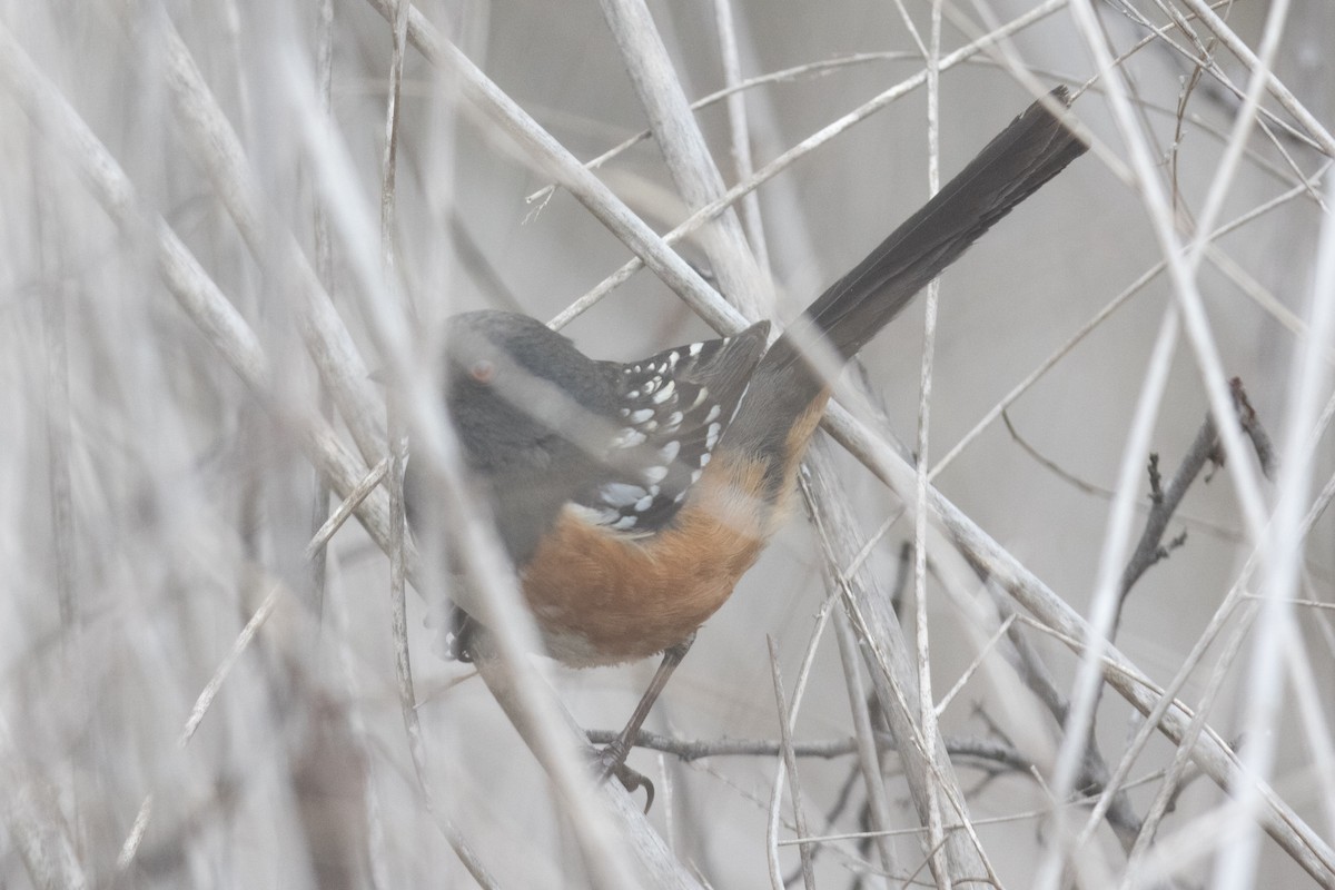Spotted Towhee - ML325379961