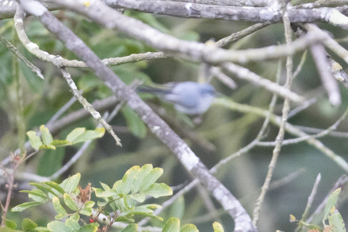 Blue-gray Gnatcatcher - ML325379991