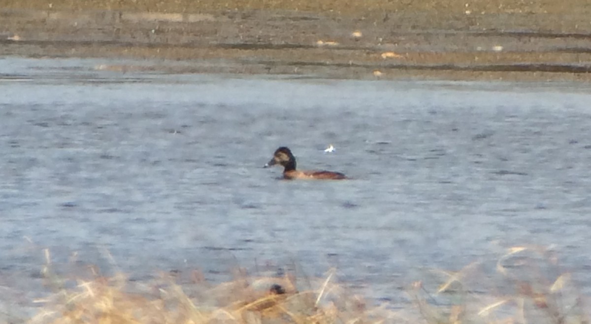 Ring-necked Duck - Drew Weber