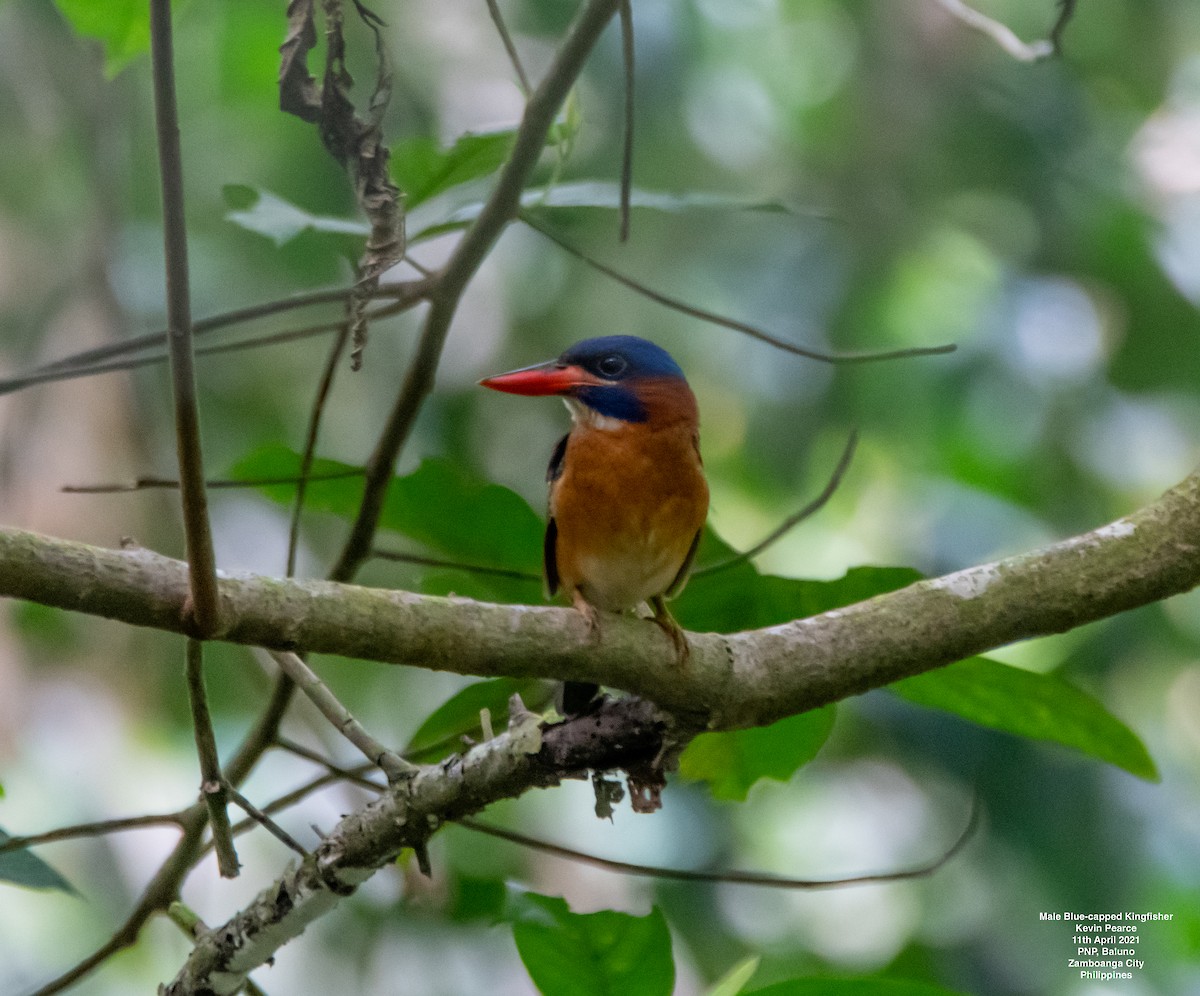 Blue-capped Kingfisher - Kevin Pearce