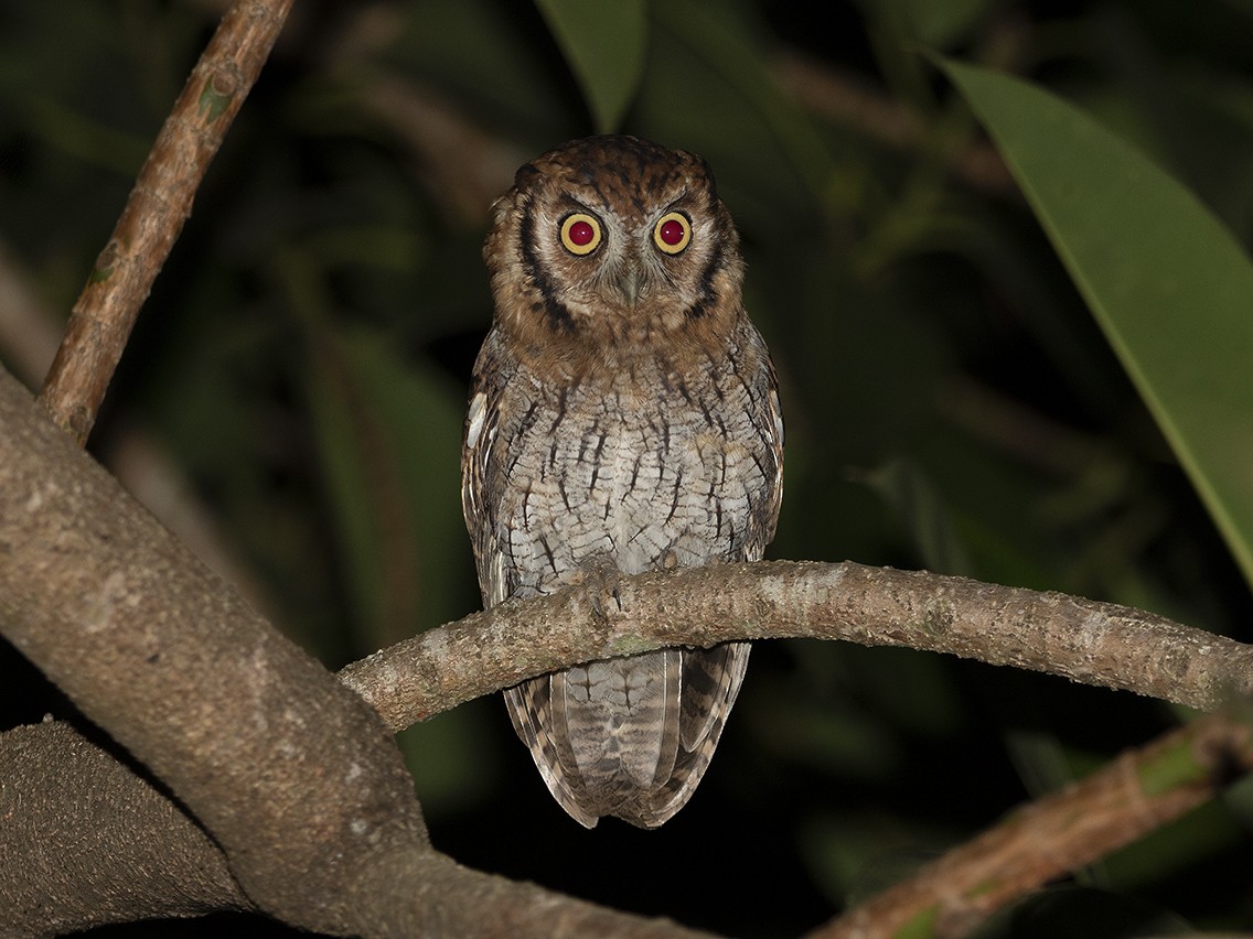 Tropical Screech-Owl - ML325382901