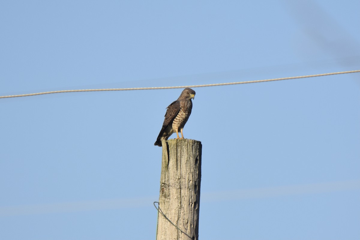 Broad-winged Hawk - Pete Monacell