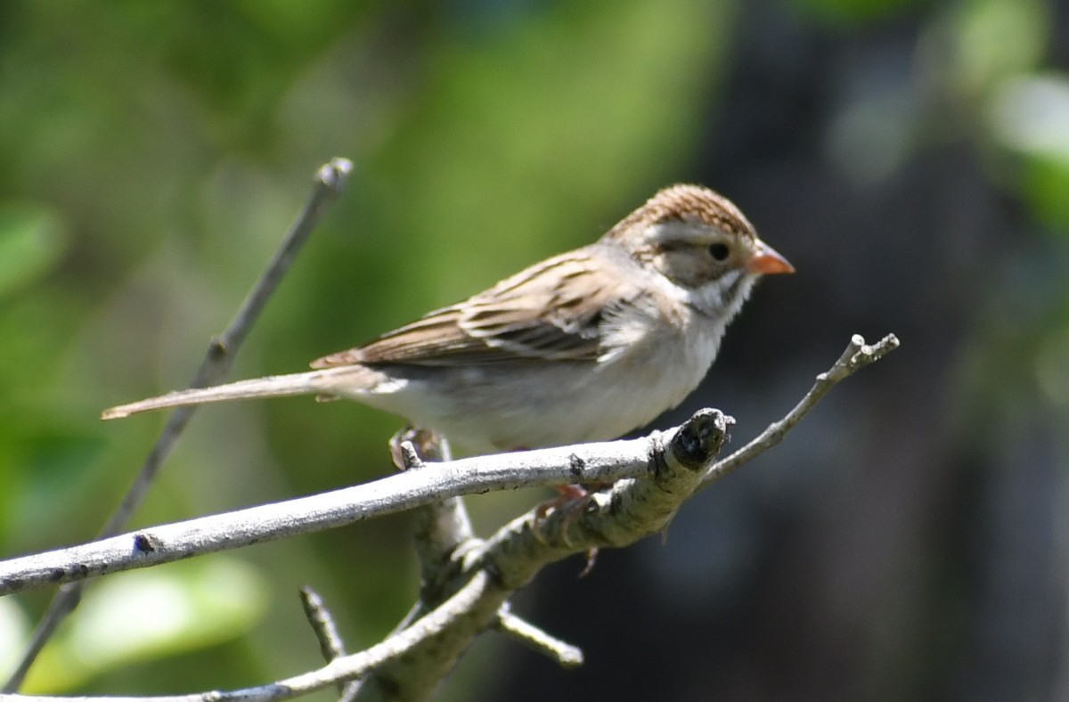 Clay-colored Sparrow - ML325383561