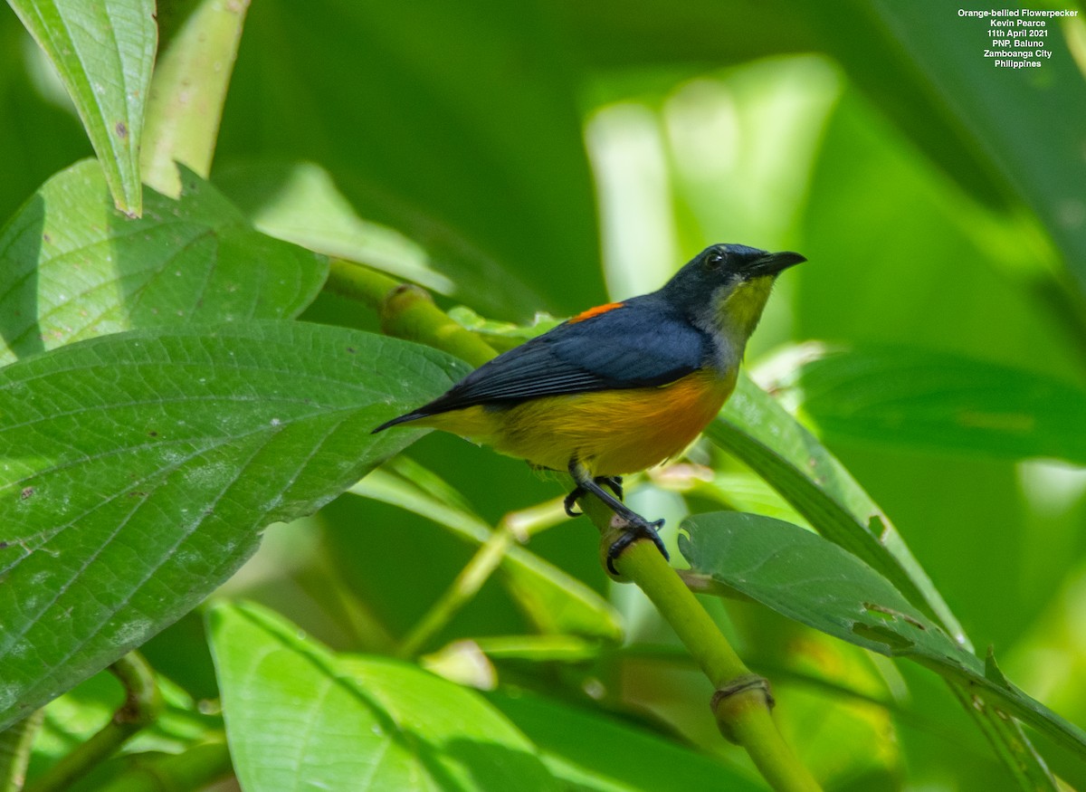 Orange-bellied Flowerpecker - Kevin Pearce