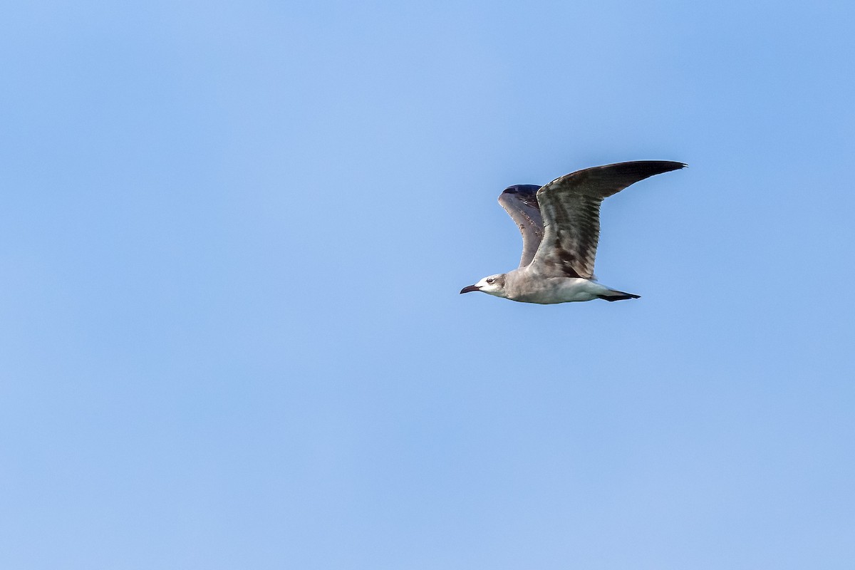 Laughing Gull - Sergio Romero