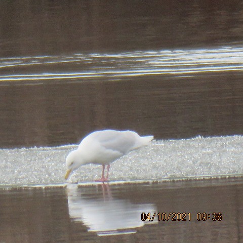 Glaucous Gull - Bob Luterbach