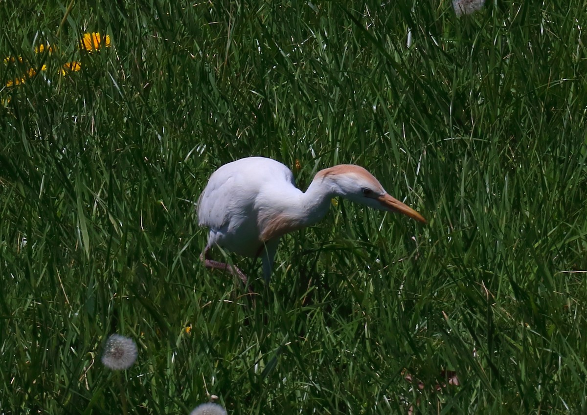 Western Cattle Egret - ML325386471