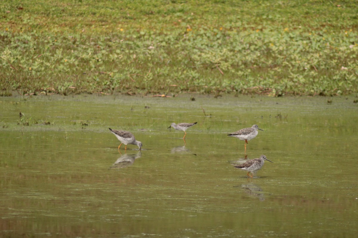 Lesser Yellowlegs - ML325388061