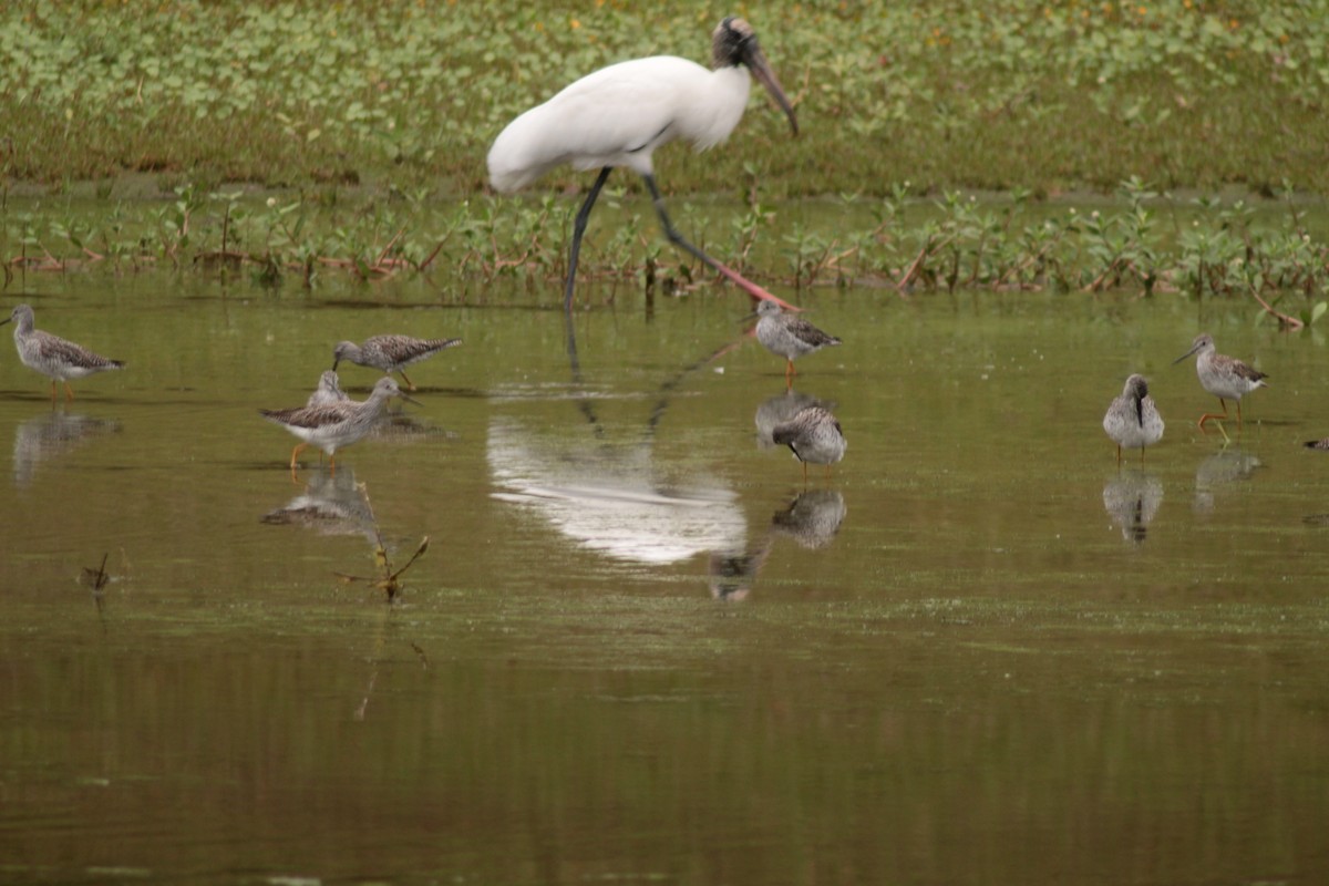 Greater Yellowlegs - ML325388391