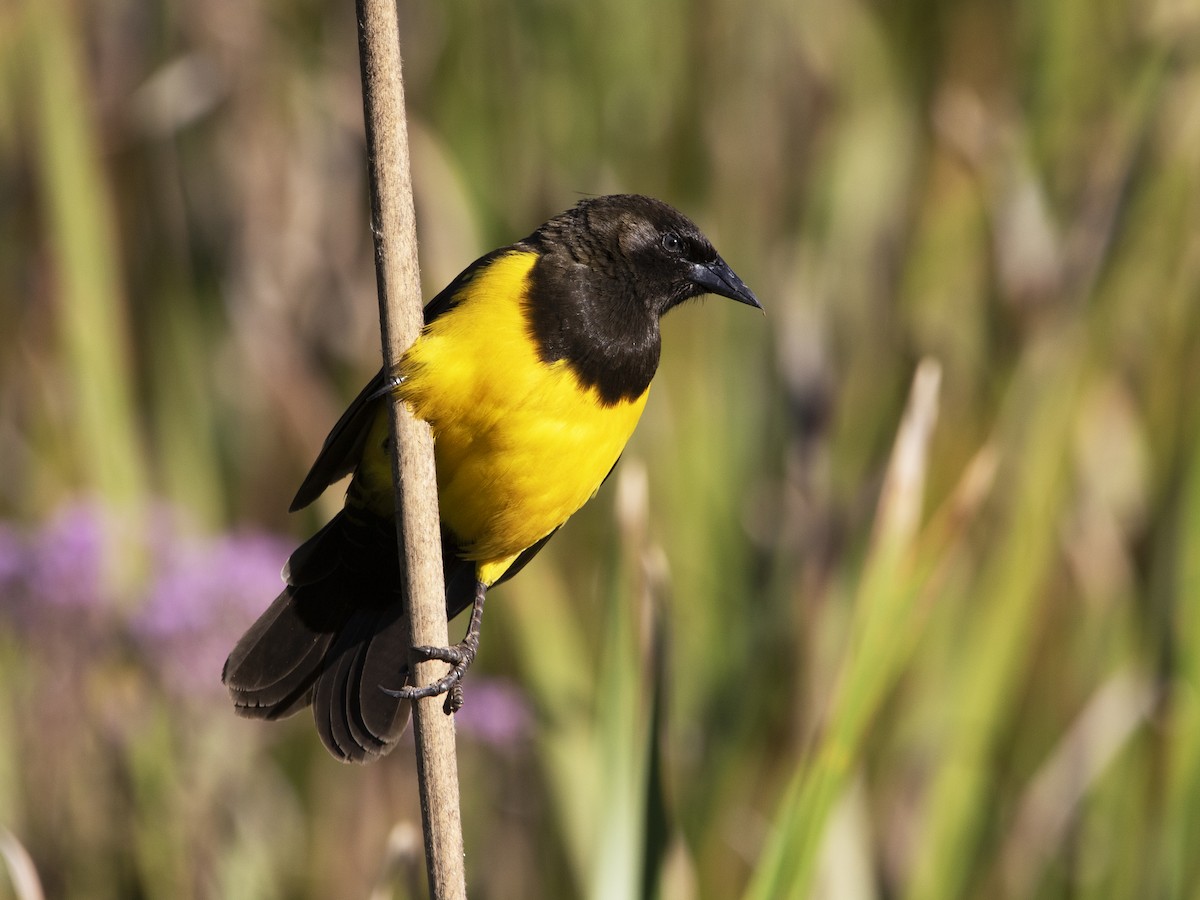 Yellow-rumped Marshbird - ML325388801