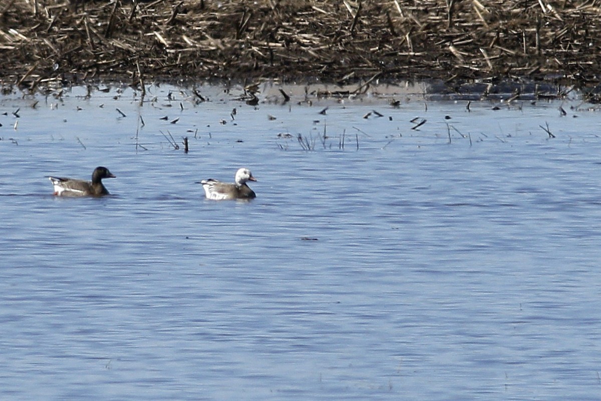 Ross's x Greater White-fronted Goose (hybrid) - ML325389341