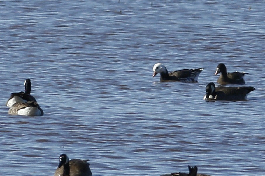 Ross's x Greater White-fronted Goose (hybrid) - ML325389571