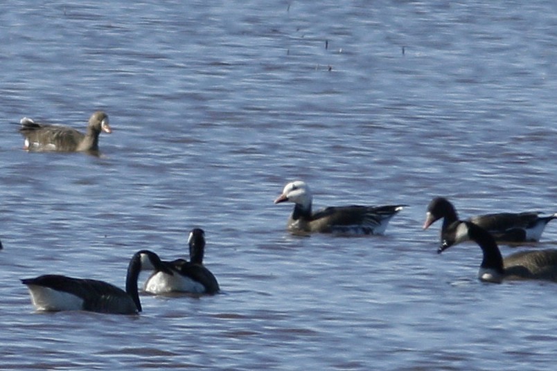 Ross's x Greater White-fronted Goose (hybrid) - ML325389691