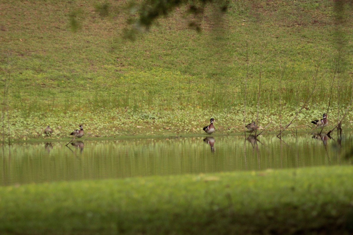 Wood Duck - ML325389741