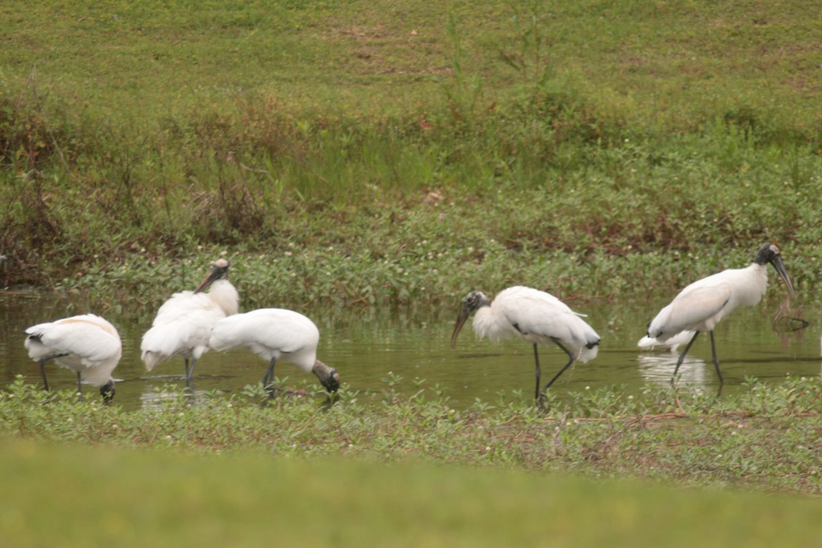 Wood Stork - ML325390331