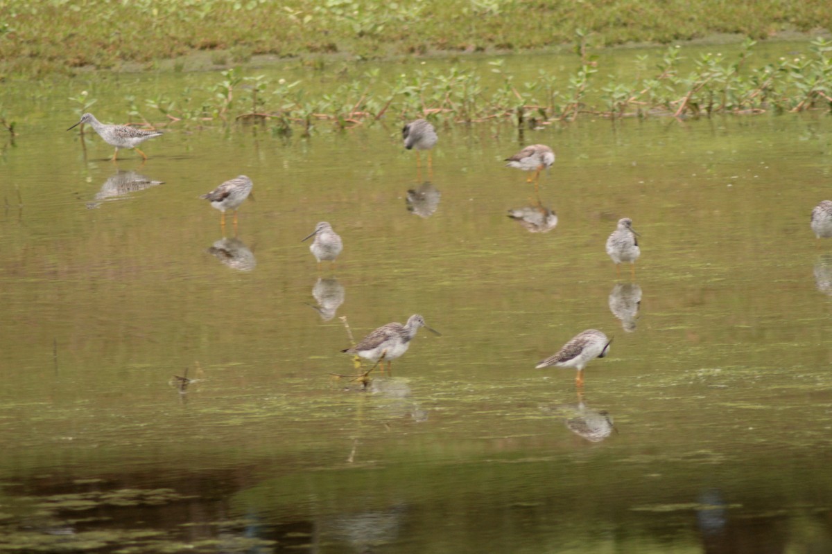 Greater Yellowlegs - ML325390751