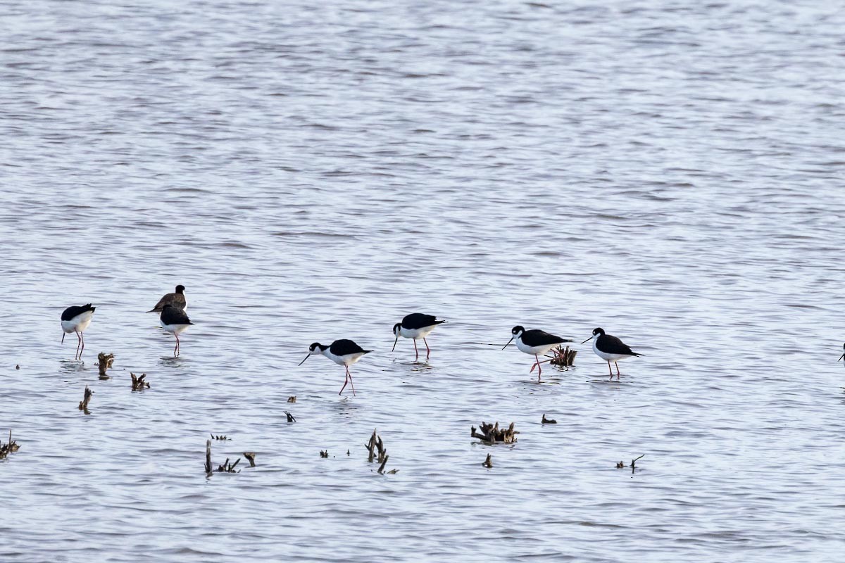 Black-necked Stilt - ML325391471