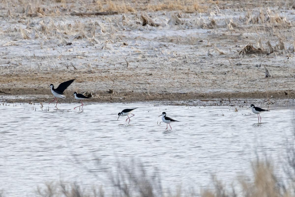 Black-necked Stilt - ML325391481