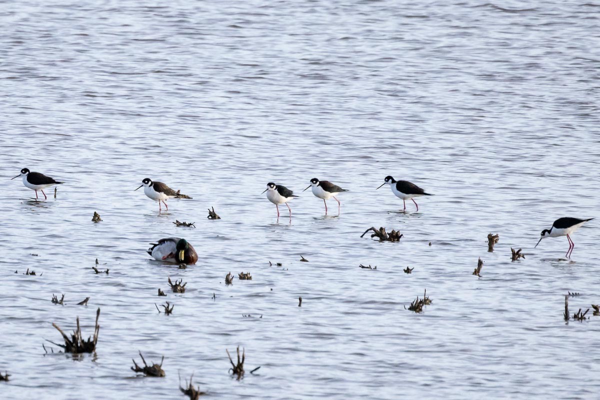 Black-necked Stilt - ML325391491