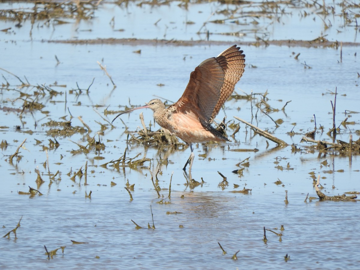 Long-billed Curlew - Brian Marra