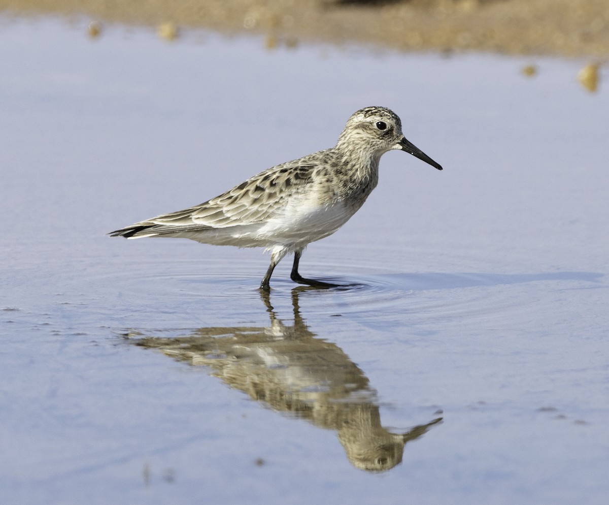 Baird's Sandpiper - ML325393941