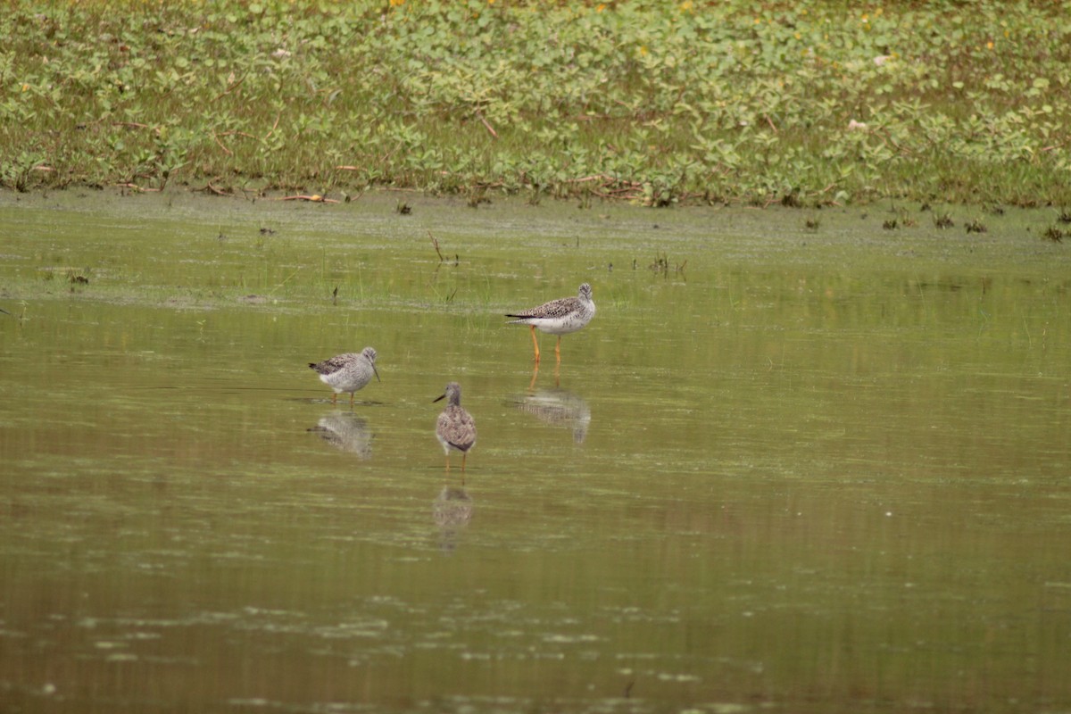 Greater Yellowlegs - ML325394911