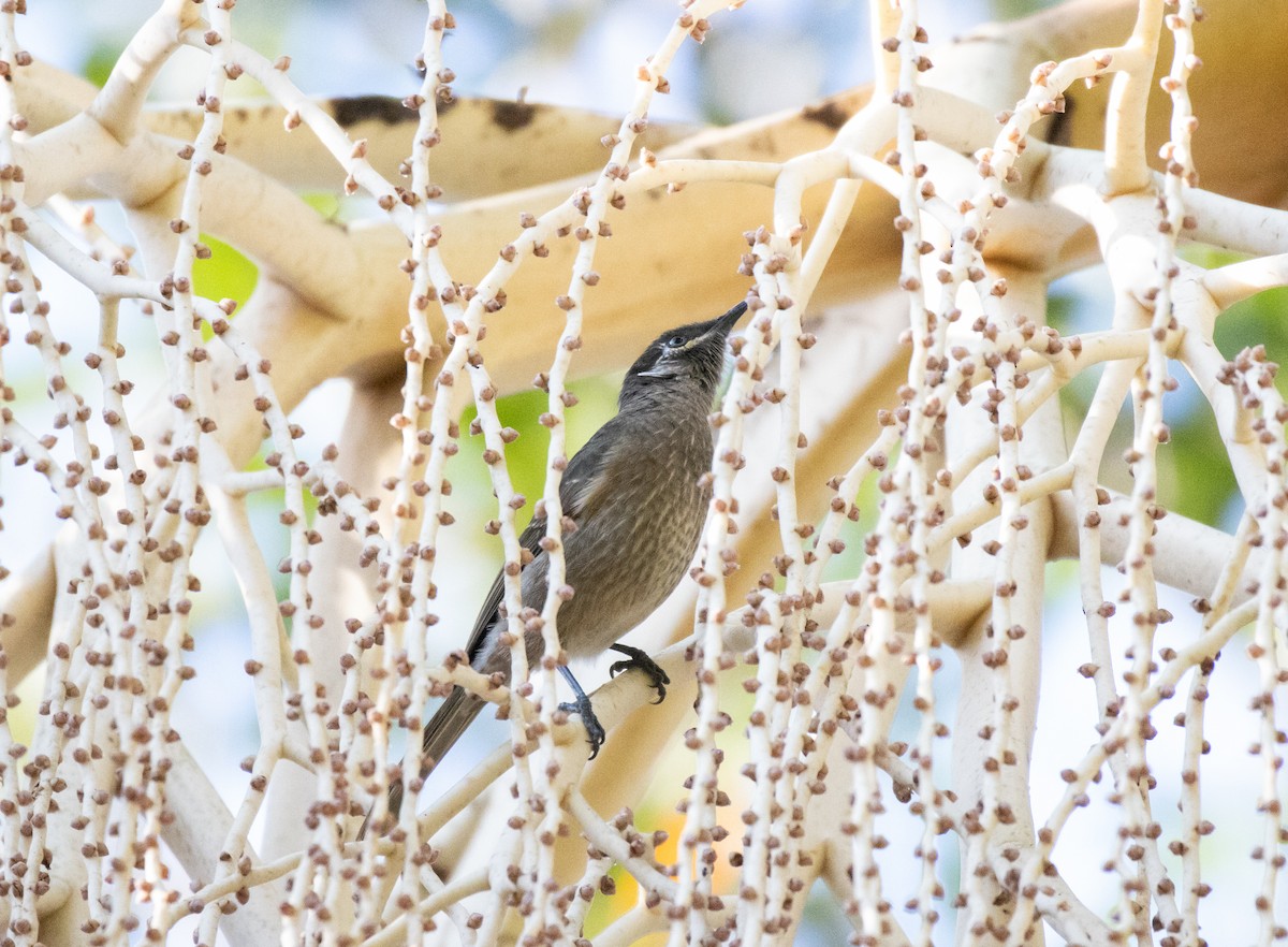 Eungella Honeyeater - ML325395301