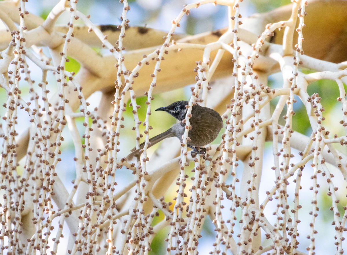 Eungella Honeyeater - ML325395431