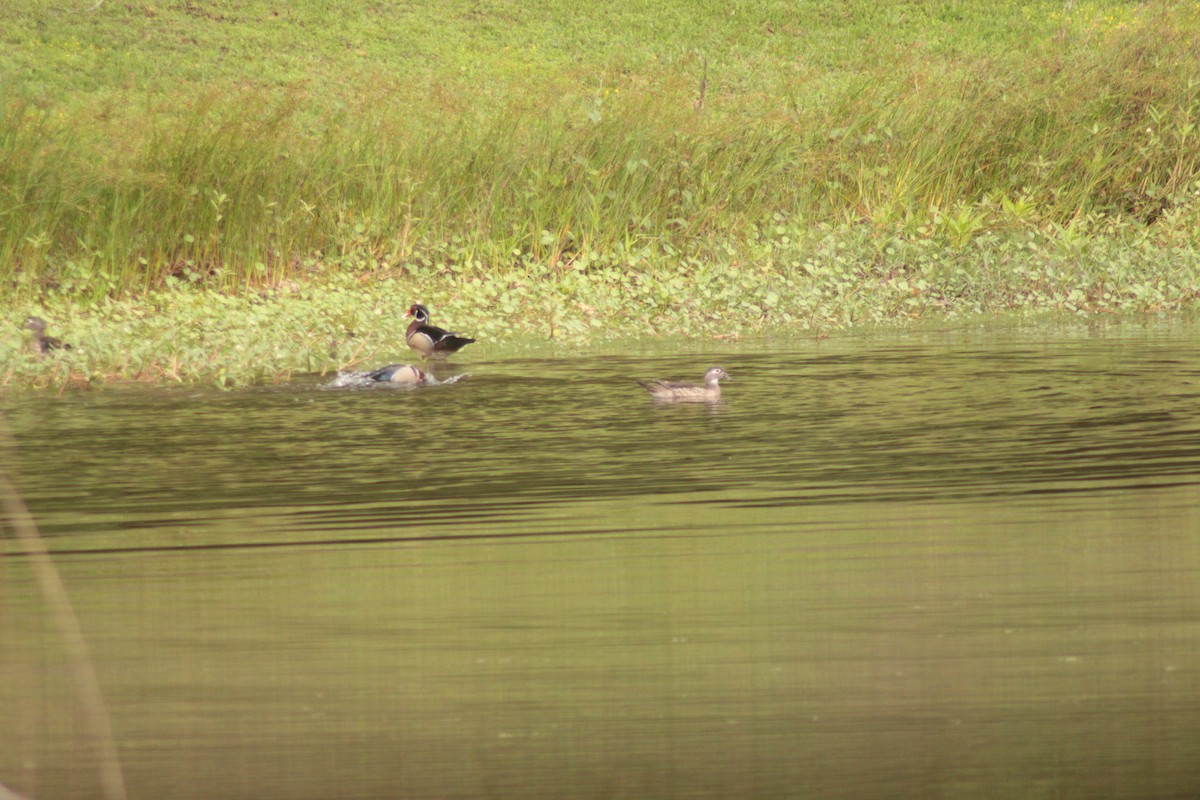 Wood Duck - ML325395641